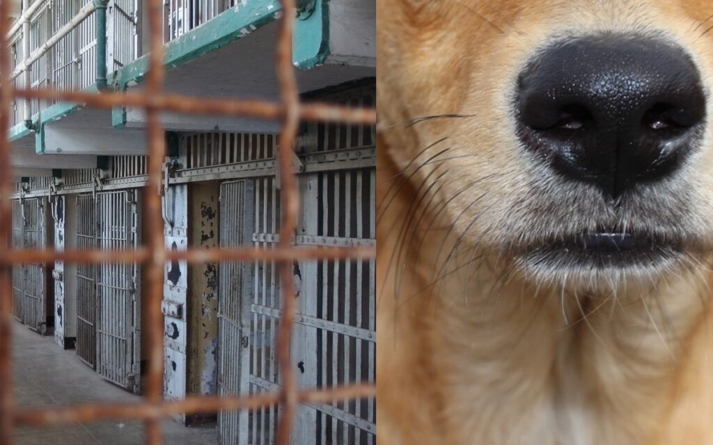 Cae mujer que mató a perro Silver en complicidad con 7 personas | Edomex