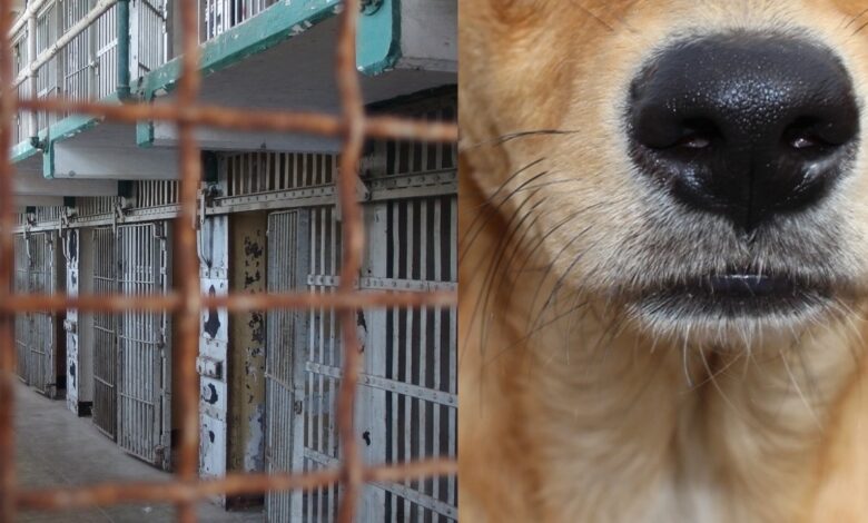 Cae mujer que mató a perro Silver en complicidad con 7 personas | Edomex