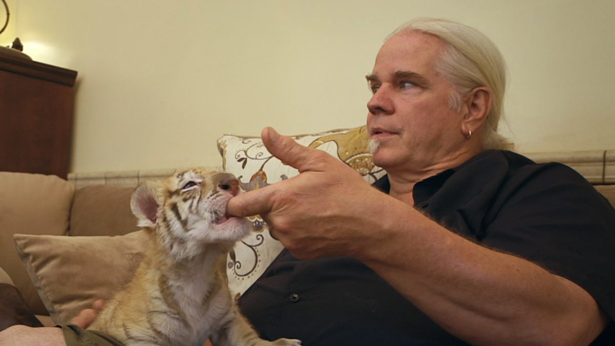 Condenan por tráfico de vida silvestre a estrella de “Tiger King”