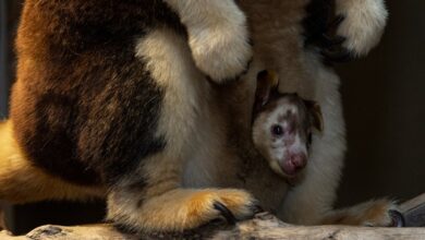 Conozca a Kikori, la nueva cangura del San Diego Safari Park
