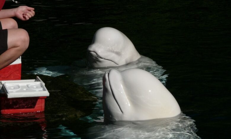 Detectan a presunta 'beluga espía rusa' en aguas suecas