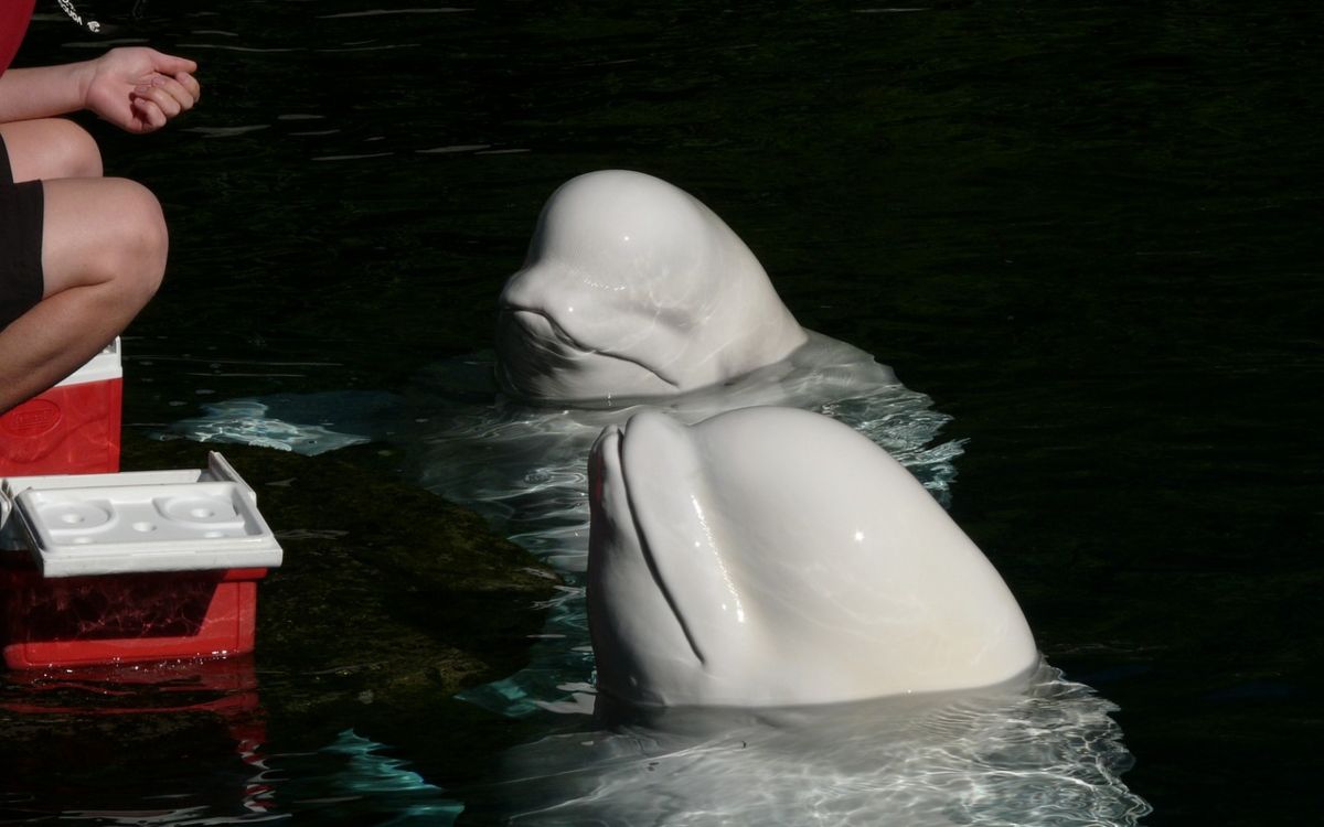 Detectan a presunta ‘beluga espía rusa’ en aguas suecas