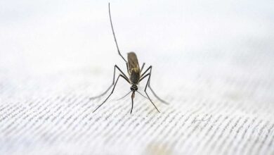 EU confirma los primeros casos de malaria transmitidos localmente en 20 años