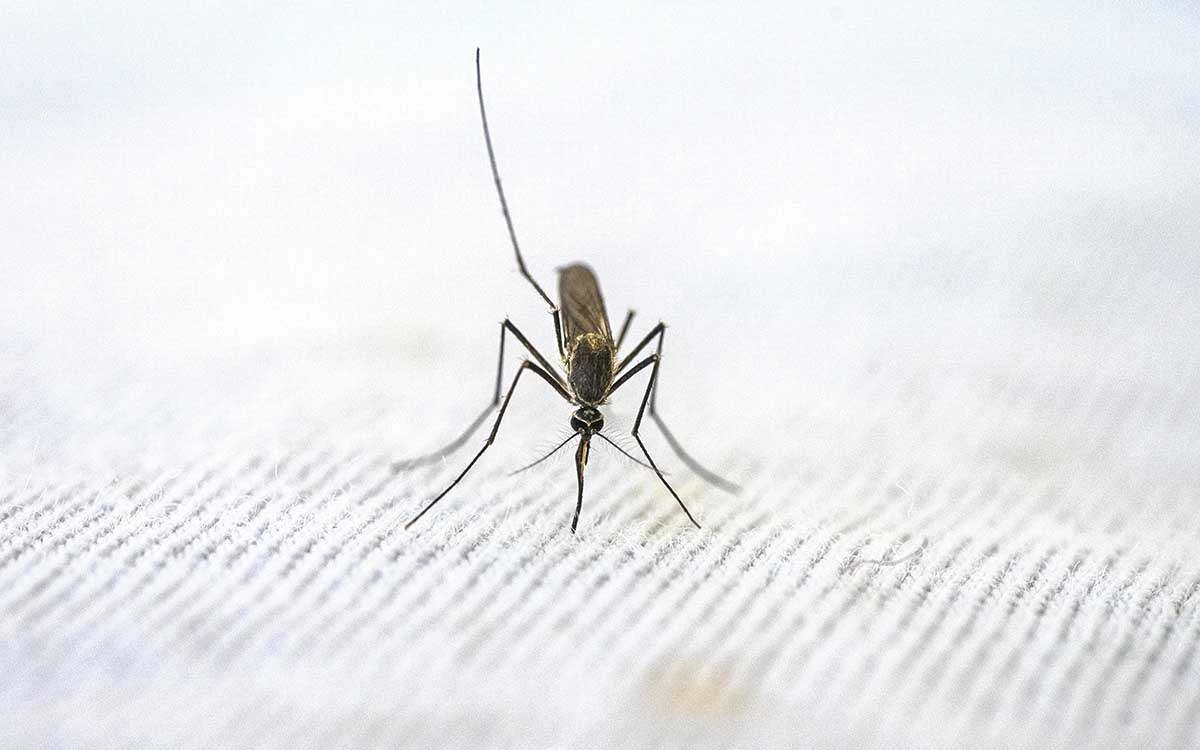 EU confirma los primeros casos de malaria transmitidos localmente en 20 años