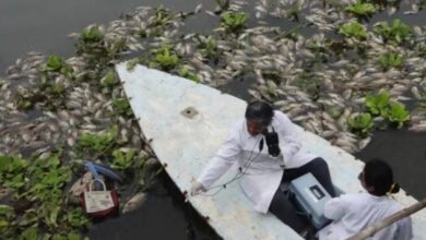 Estudio determina probable causa de muerte de cientos de mojarras en río de Juchitán