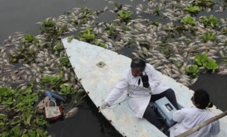 Estudio determina probable causa de muerte de cientos de mojarras en río de Juchitán