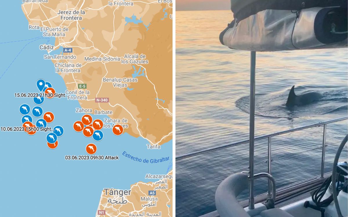 Gladis y sus orcas potencian ‘rebelión’: incrementan ataques contra yates