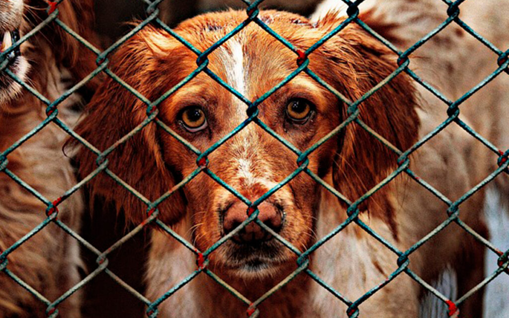 Gobernador de Puebla asegura 'graves consecuencias' por maltrato animal