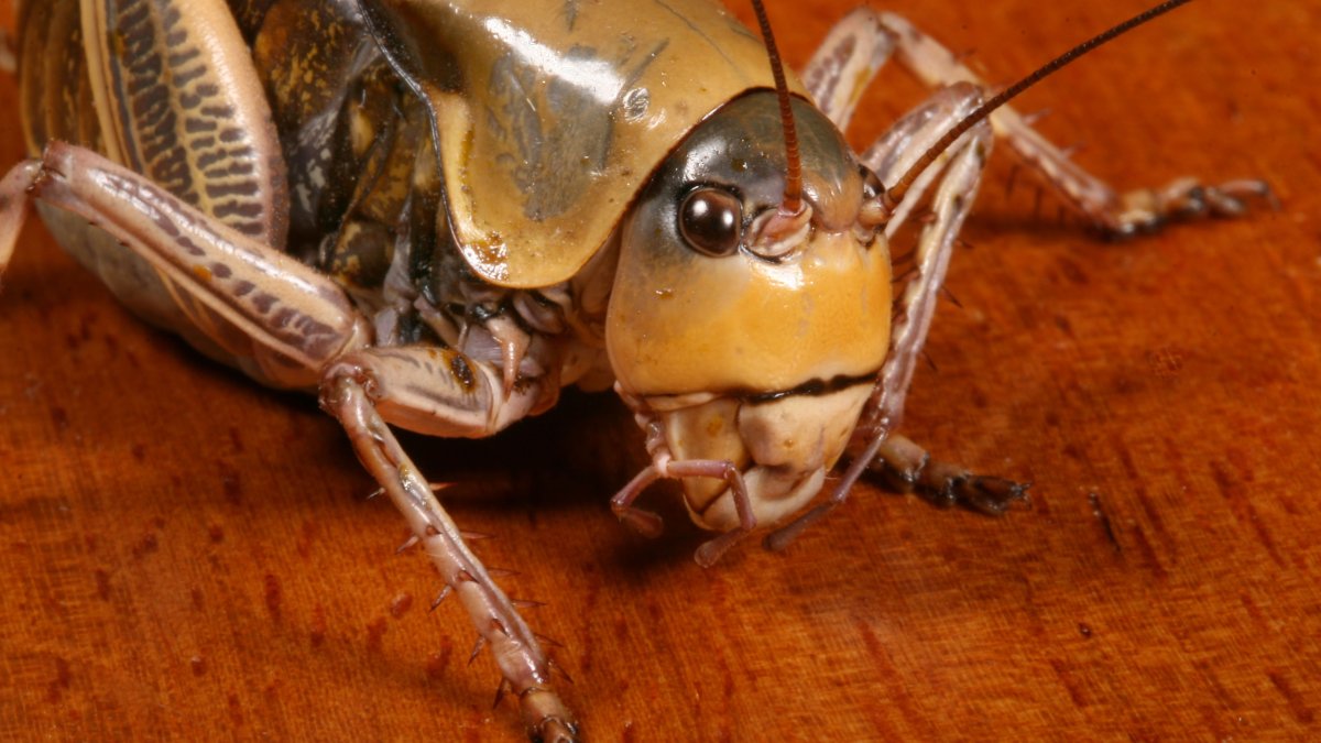 Grillos mormones invaden Nevada