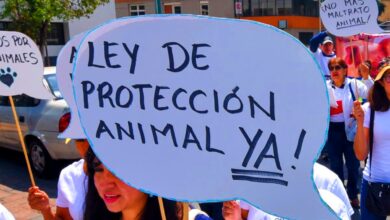 Marcharán contra maltrato animal. Te decimos cuándo y dónde