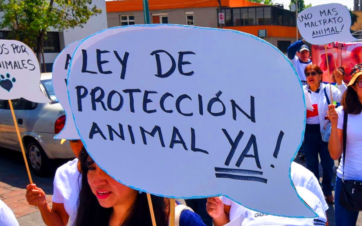 Marcharán contra maltrato animal. Te decimos cuándo y dónde