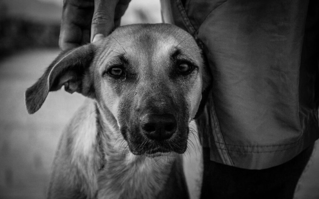 México, el país de AL con mayor maltrato animal: AnimaNaturalis