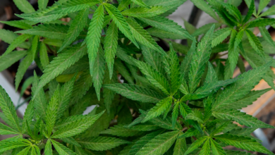 Minnesota legaliza el consumo recreativo de marihuana