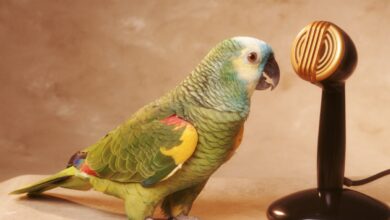 Parrot, una plataforma de transcripción impulsada por IA que convierte el habla en texto, recauda $ 11M Serie A