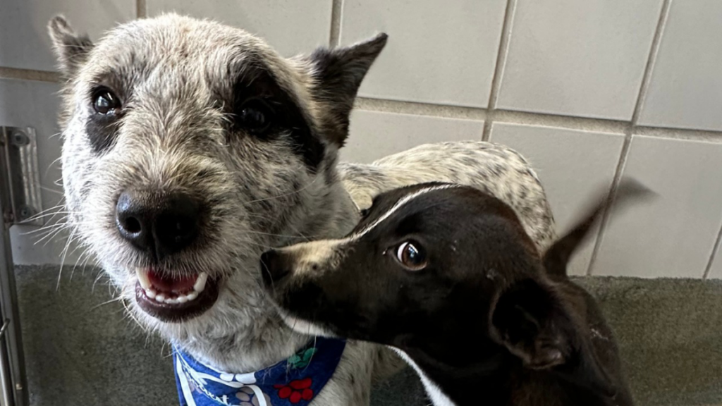 Perra en San Antonio salva la vida de su amiga de cuatro patas