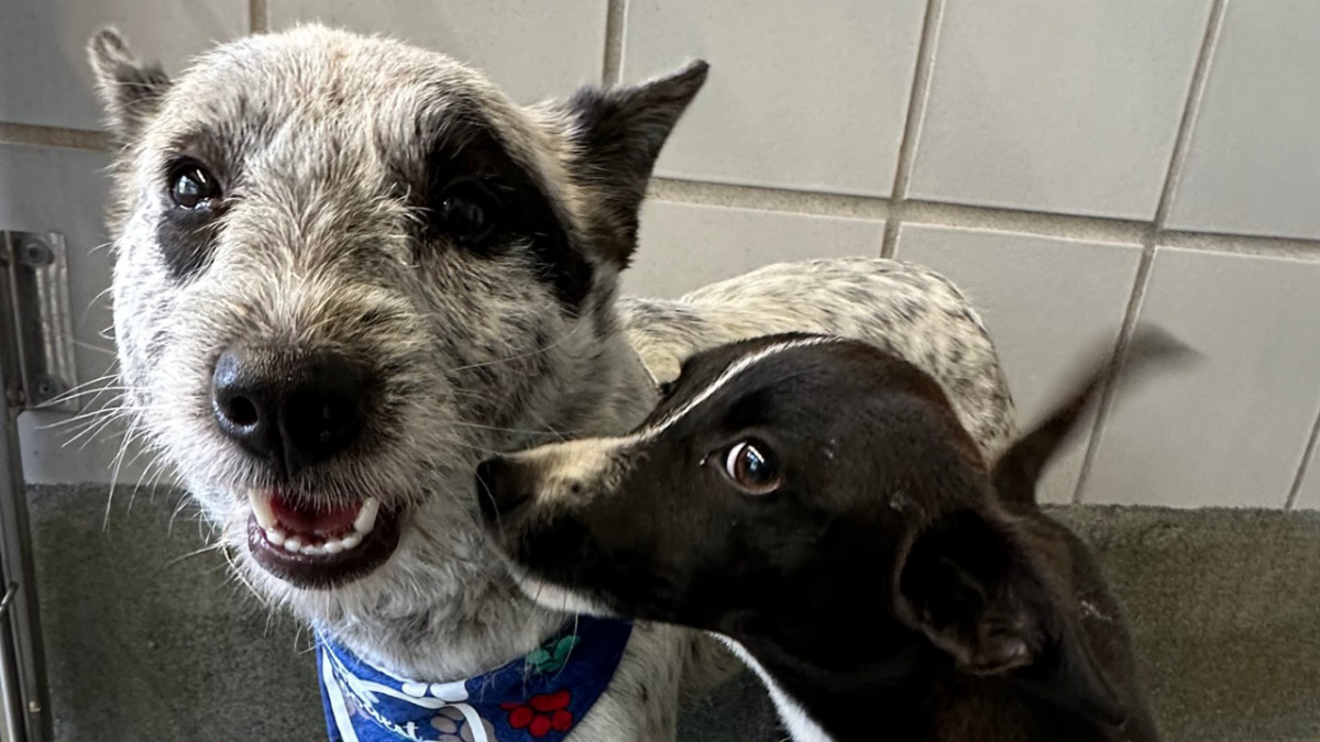 Perra en San Antonio salva la vida de su amiga de cuatro patas