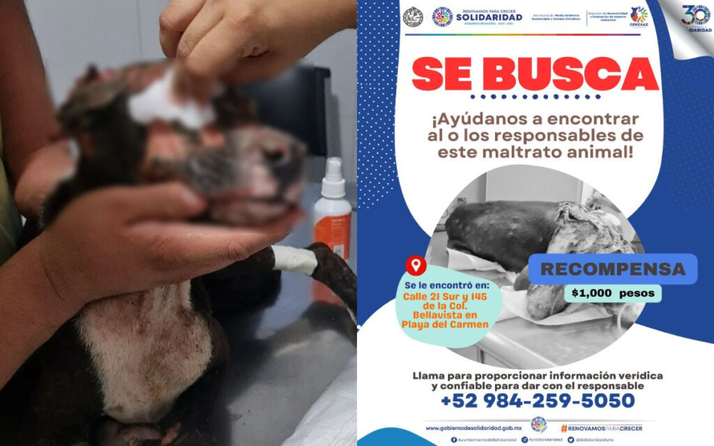 Piden justicia para Valentín, perrito rociado con gasolina y quemado