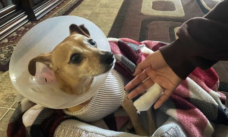 Pitbull en San Diego ataca a mujer y su perra mandándolas al hospital
