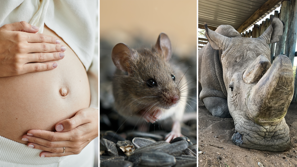 Por qué la duración de embarazo es diferente entre humanos y animales