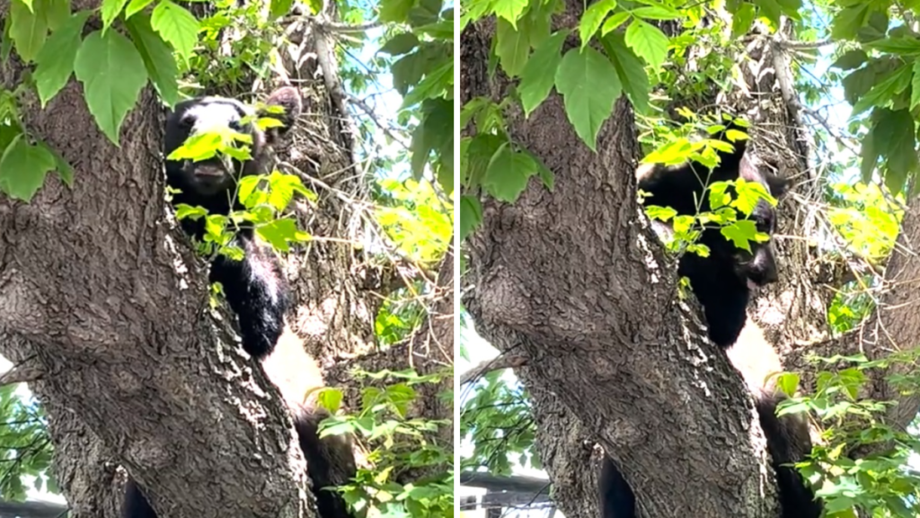 Rescatan a un oso en Boulder, Colorado