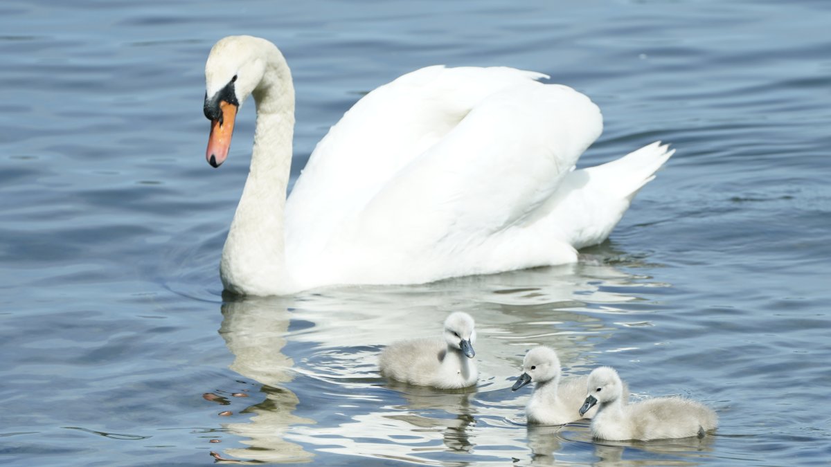 Roban y comen cisne de Nueva York, rescatan las crías del ave