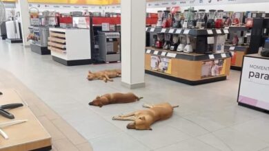 Tienda en Durango deja entrar a perros para que descansen del calor