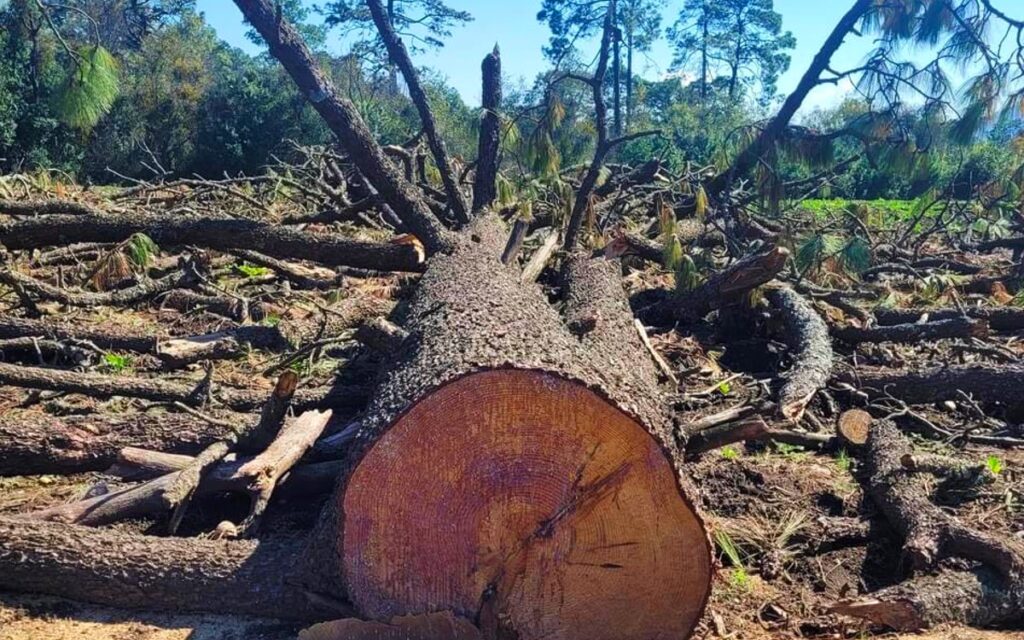 Volveremos a tomar carreteras si autoridades no cumplen: Miembros de San Miguel Topilejo | Entérate