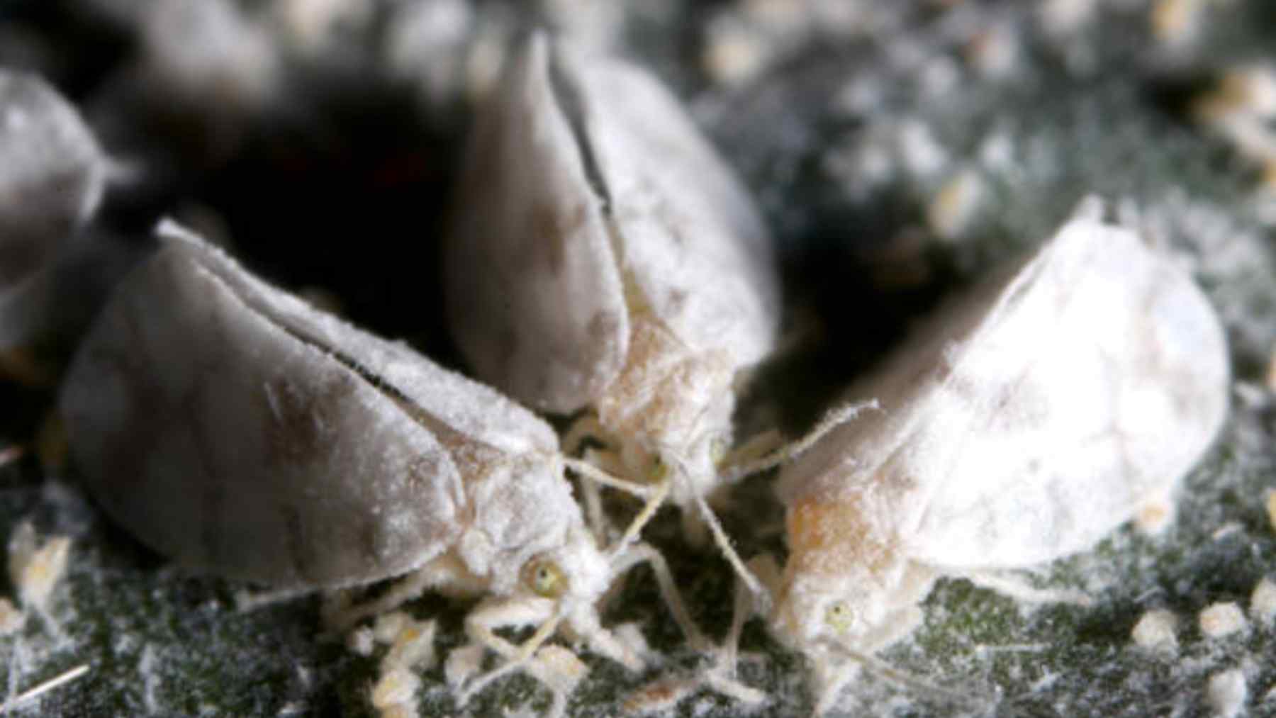 así es el nuevo insecto que podría entrar en tu casa y este remedio la ahuyentará