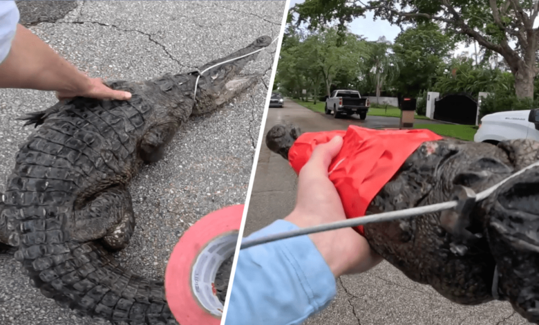 captan a un cocodrilo de 5 pies en las calles de Coral Gables en Miami