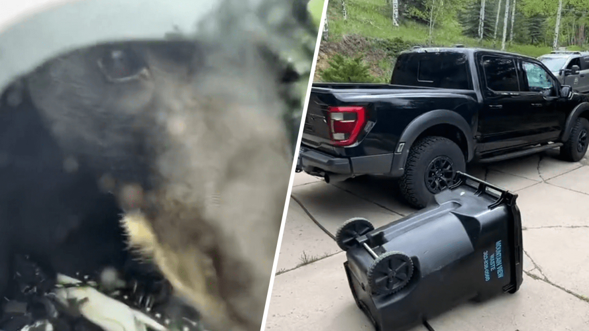 liberan a oso después de quedar atrapado en una camioneta en Evergreen