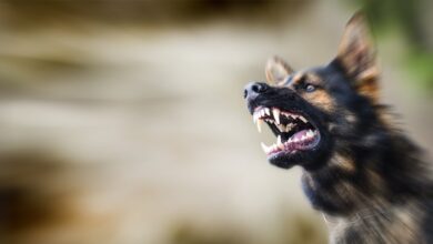 niña gravemente herida tras ser atacado por un perro