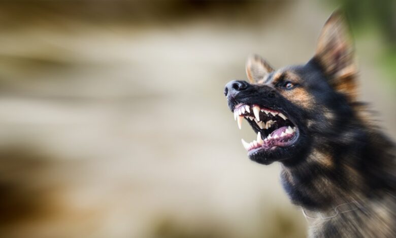 niña gravemente herida tras ser atacado por un perro