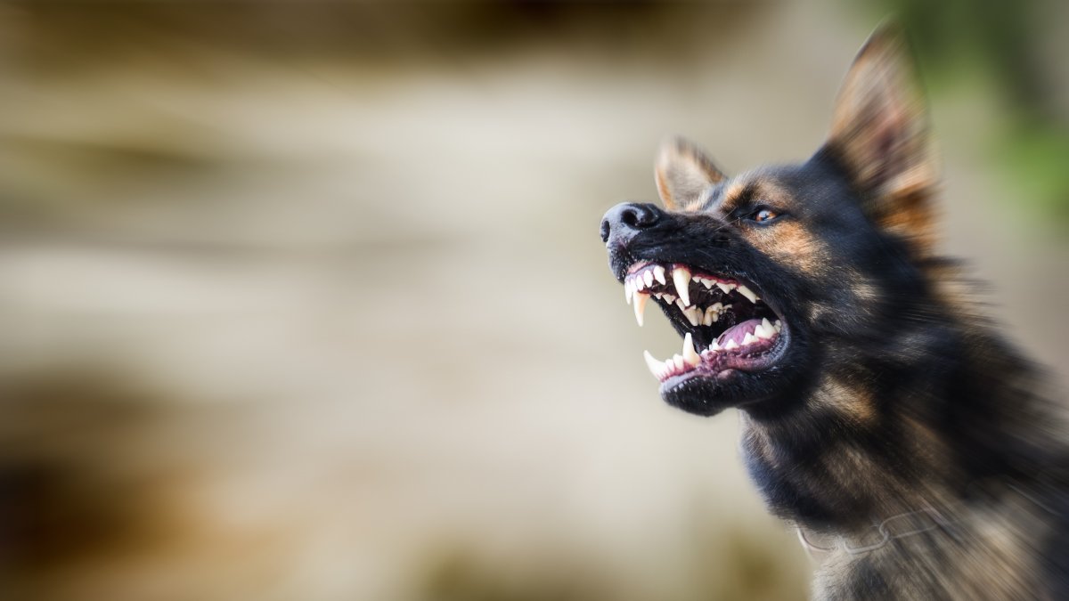 niña gravemente herida tras ser atacado por un perro