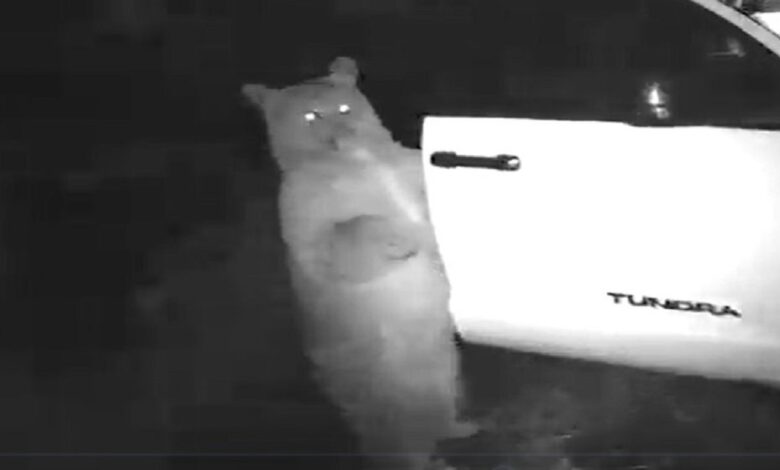 oso abre la puerta de un auto en Colorado