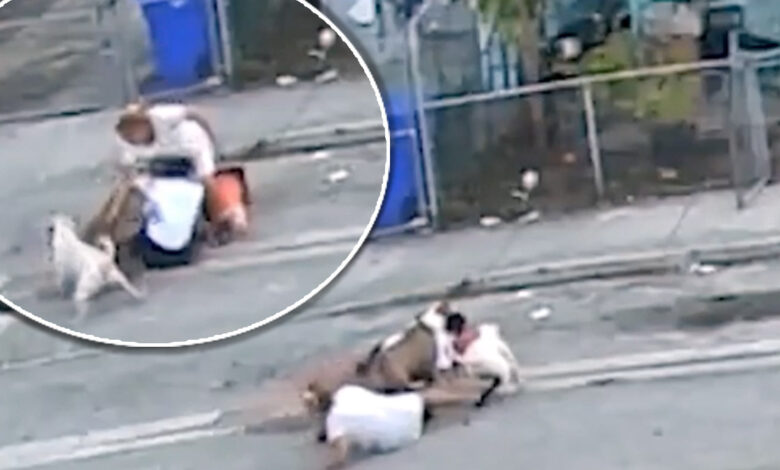 perros bulldogs atacan a mujer en Florida