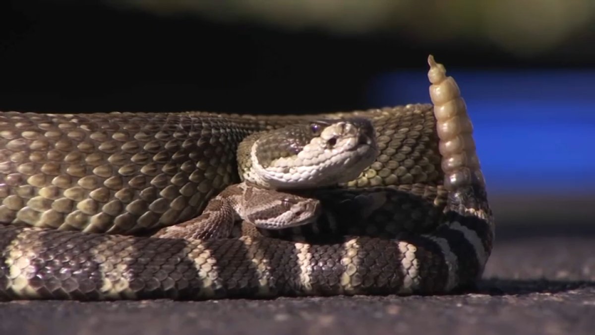 serpiente de cascabel muerde a un niño