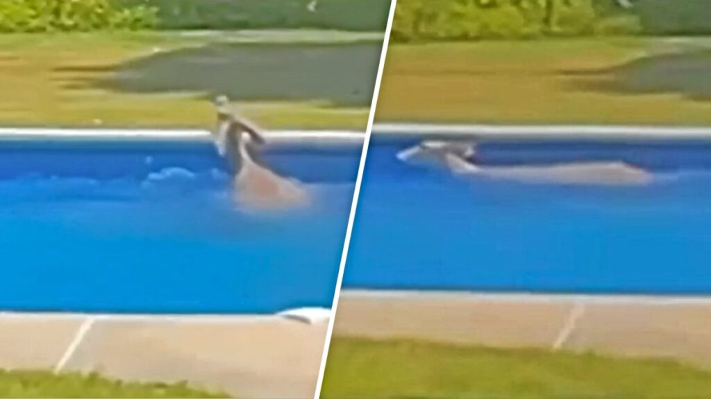 venado salta a la piscina de una casa