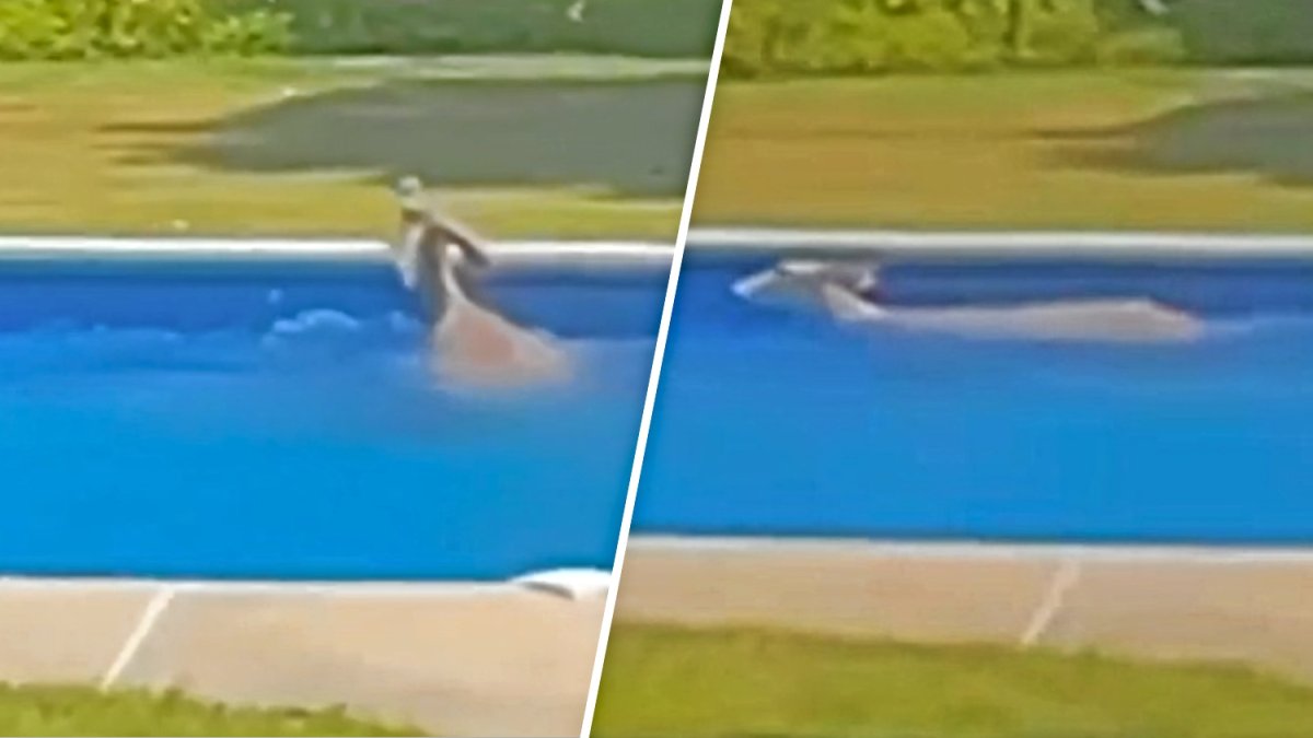 venado salta a la piscina de una casa