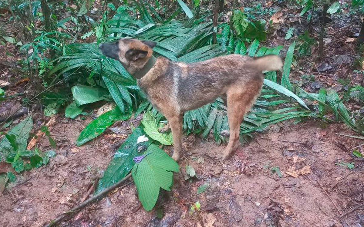 ¿Y Wilson?: Se pierde perrito que ayudó en la búsqueda de niños en selva de Colombia