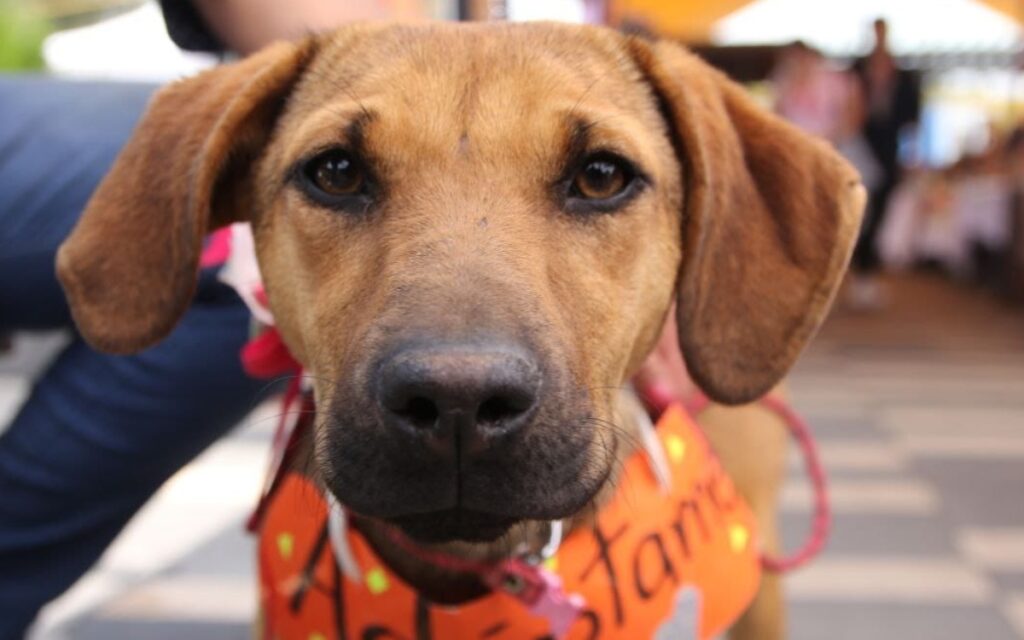 ¡Pon guapos a tus perritos y gatitos!; Tlalpan realiza primera edición del Animal Fest