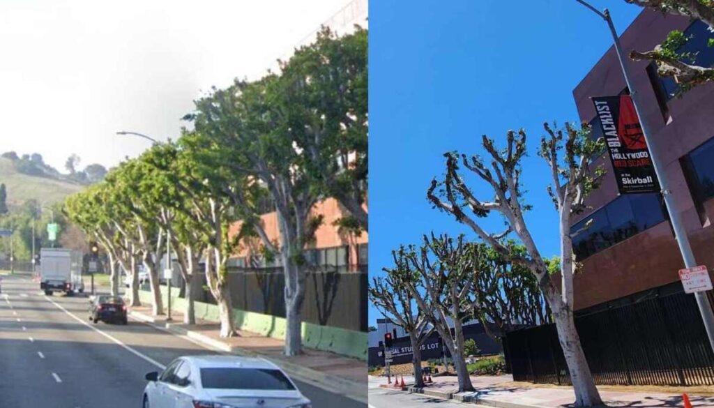 ¿Por qué Internet ama tanto la ley del árbol?