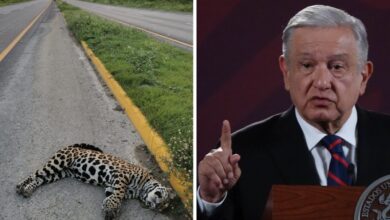 AMLO niega que jaguares sean atropellados en Playa del Carmen