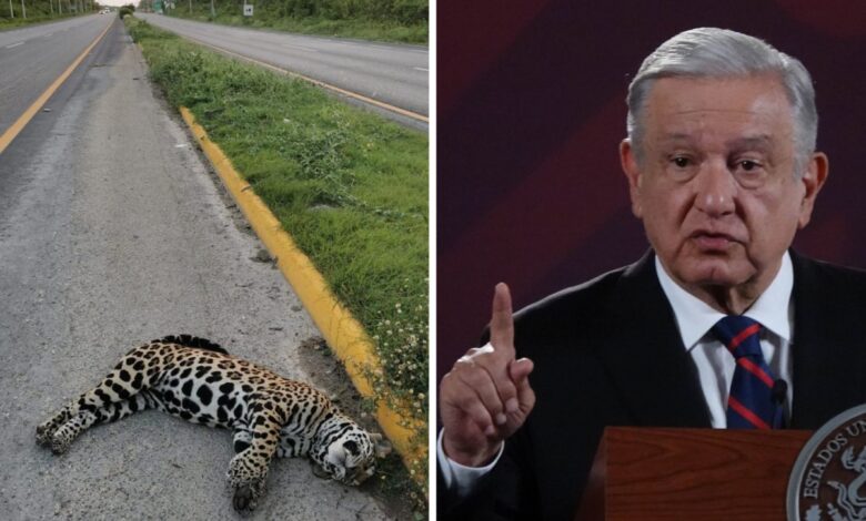 AMLO niega que jaguares sean atropellados en Playa del Carmen