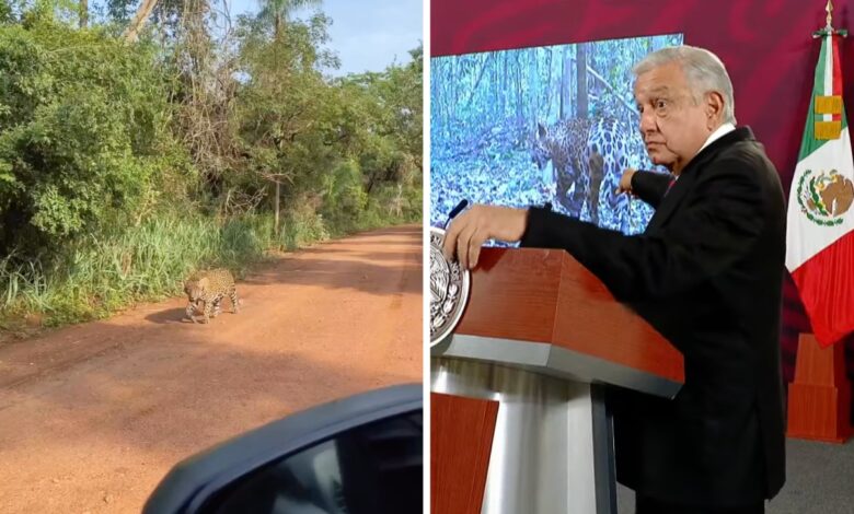 AMLO trata de desmentir afectaciones de Tren Maya con video grabado en Brasil