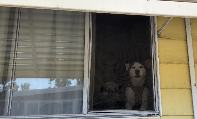 Abandonan a dos perros en una casa móvil en El Cajón