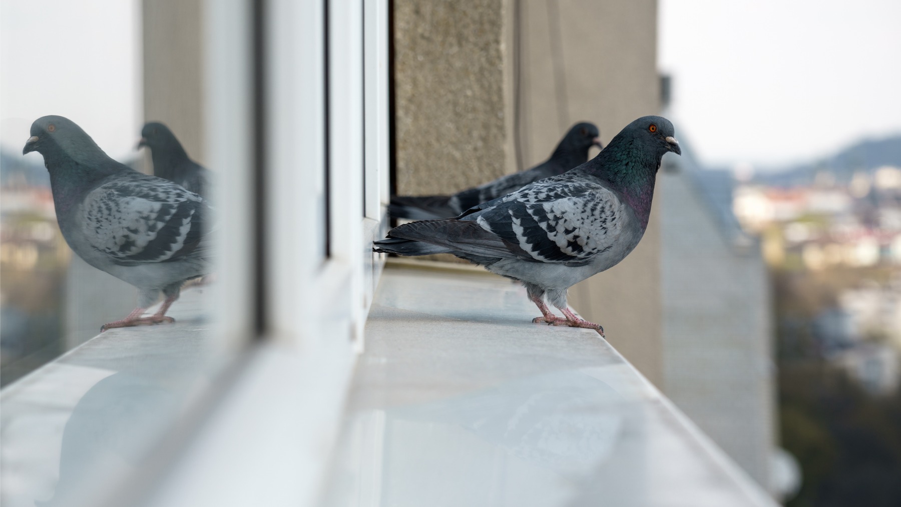 Adiós para siempre a las palomas en tu ventana con el mejor truco casero
