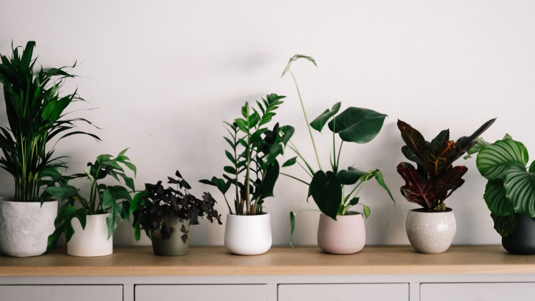 Aprende a revivir cualquier planta con este trucazo de expertos jardineros