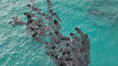 Ballenas piloto mueren tras quedarse varadas en playa de Australia