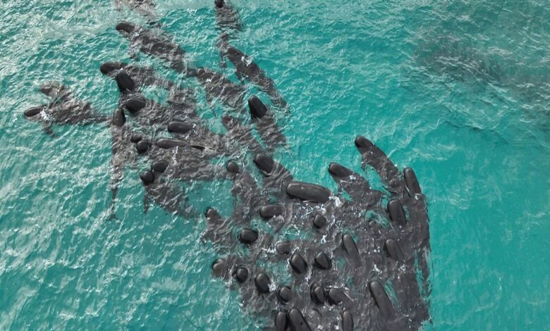 Ballenas piloto mueren tras quedarse varadas en playa de Australia