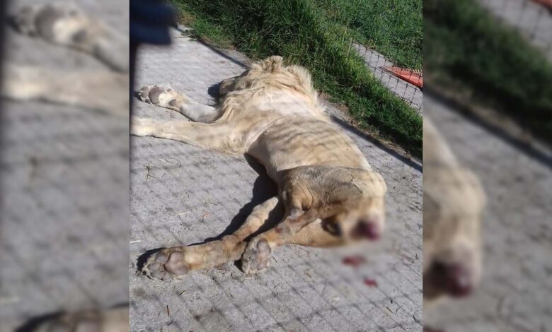 Black Jaguar | A 1 año del rescate, así lucen los felinos; ningún detenido